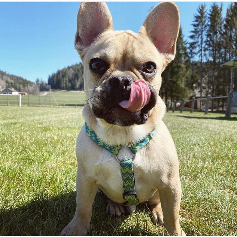 Max & Molly Original H-Geschirr Vintage Bild 3