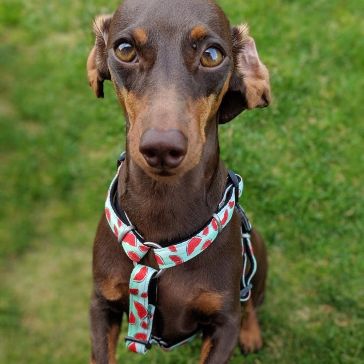 Max & Molly Original H-Geschirr Watermelon Bild 4