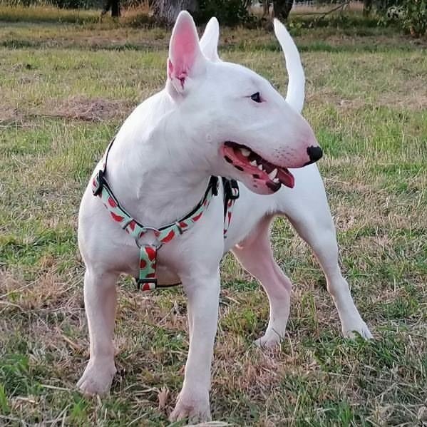 Max & Molly Original H-Geschirr Watermelon Bild 5