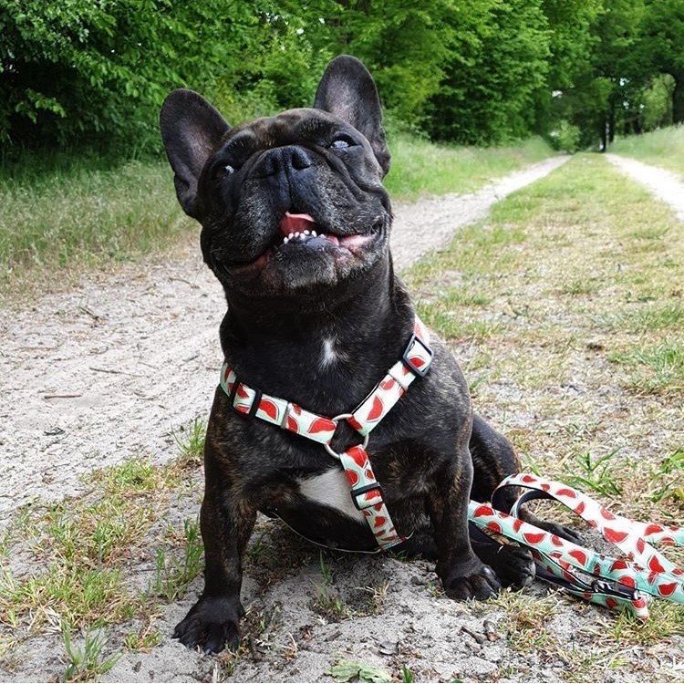 Max & Molly Original H-Geschirr Watermelon Bild 2