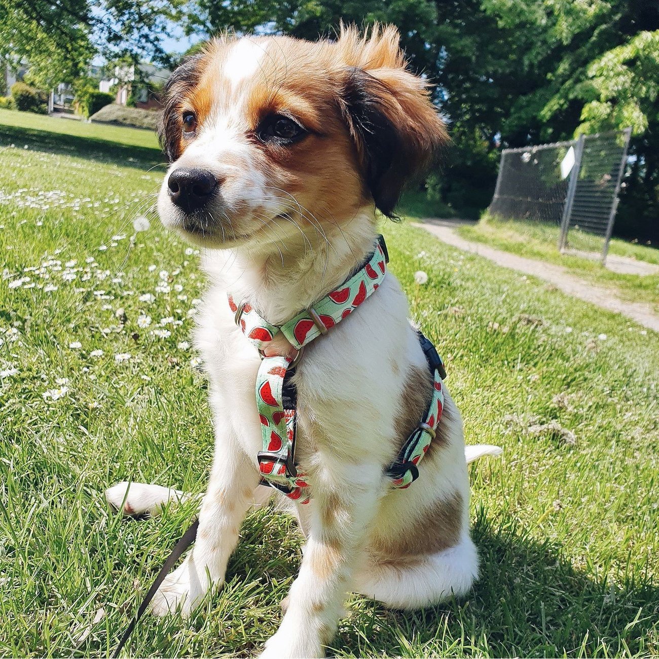 Max & Molly Original H-Geschirr Watermelon Bild 3