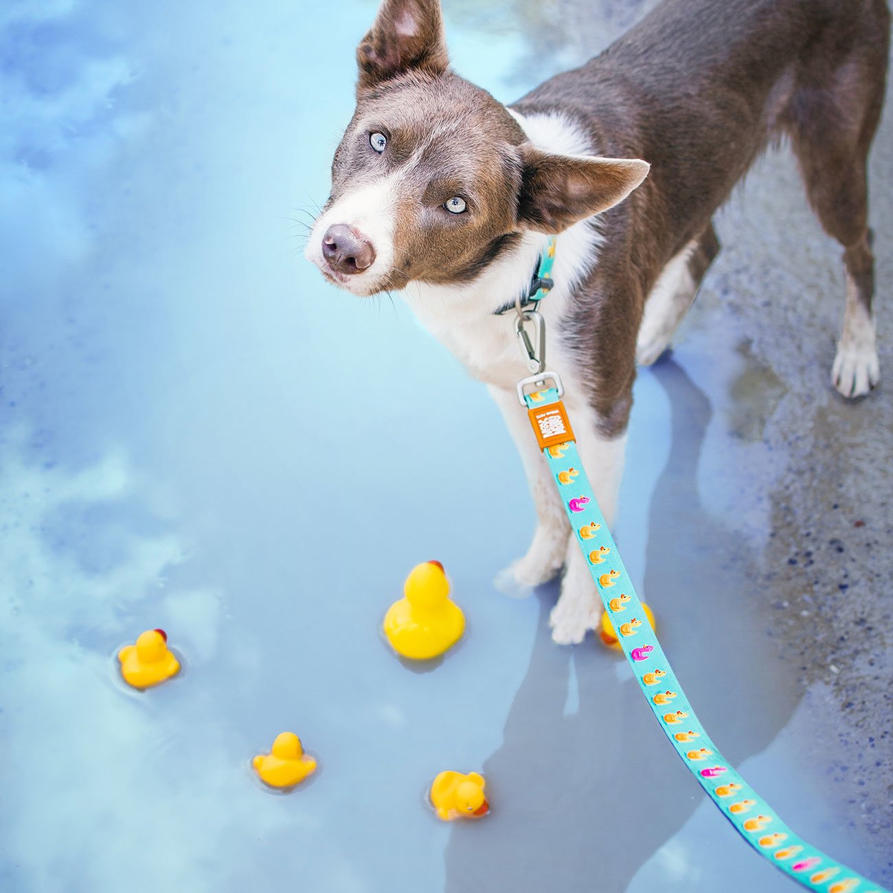 Max & Molly Original Kurzleine Ducklings Bild 4