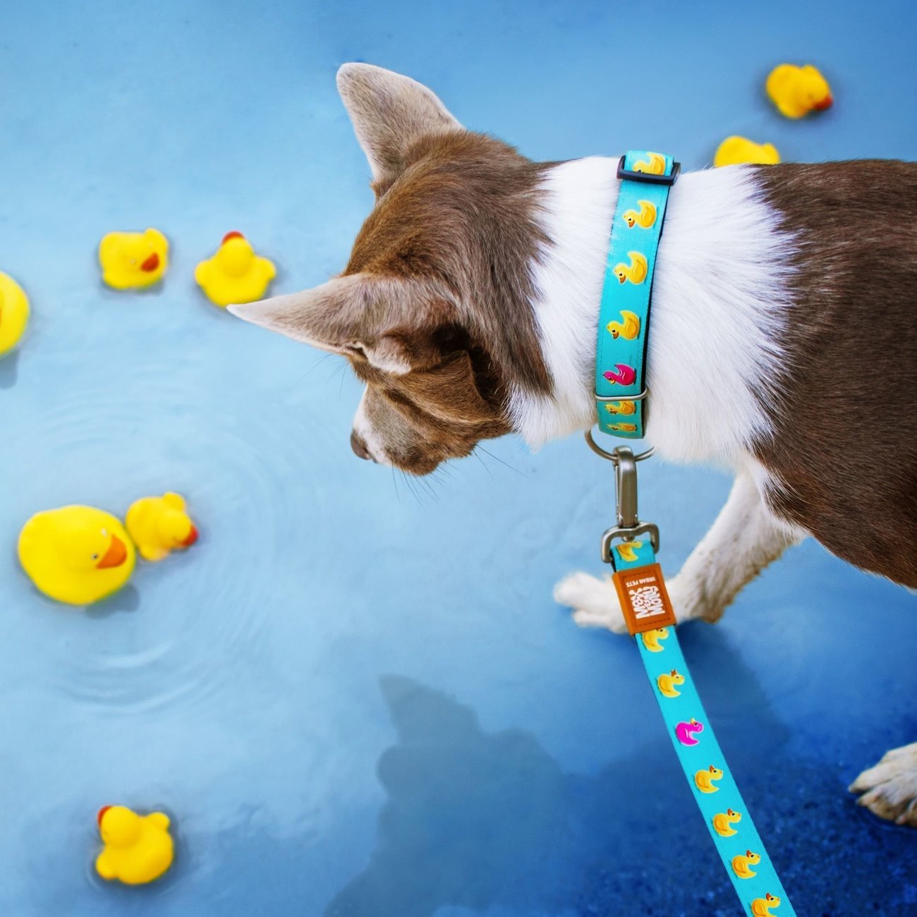 Max & Molly Original Kurzleine Ducklings Bild 2