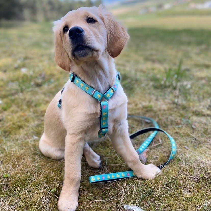 Max & Molly Original Kurzleine Ducklings Bild 3