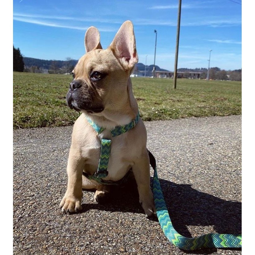 Max & Molly Original Kurzleine Vintage Bild 2