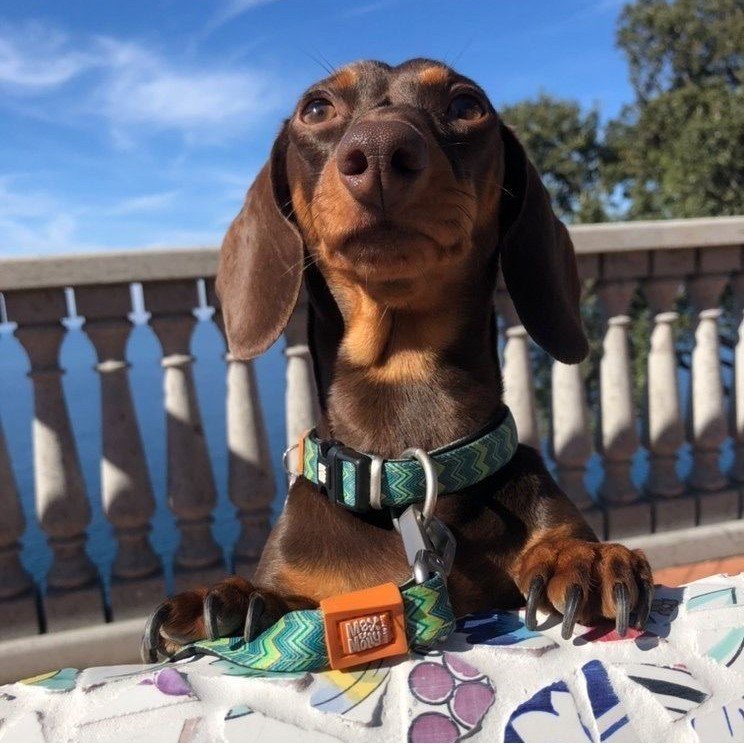 Max & Molly Original Kurzleine Vintage Bild 3