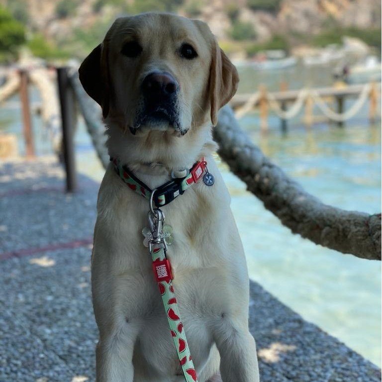 Max & Molly Original Kurzleine Watermelon Bild 3