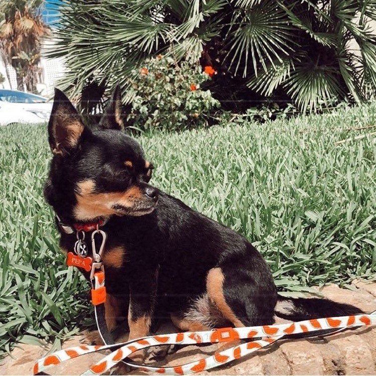 Max & Molly Original Kurzleine Watermelon Bild 4