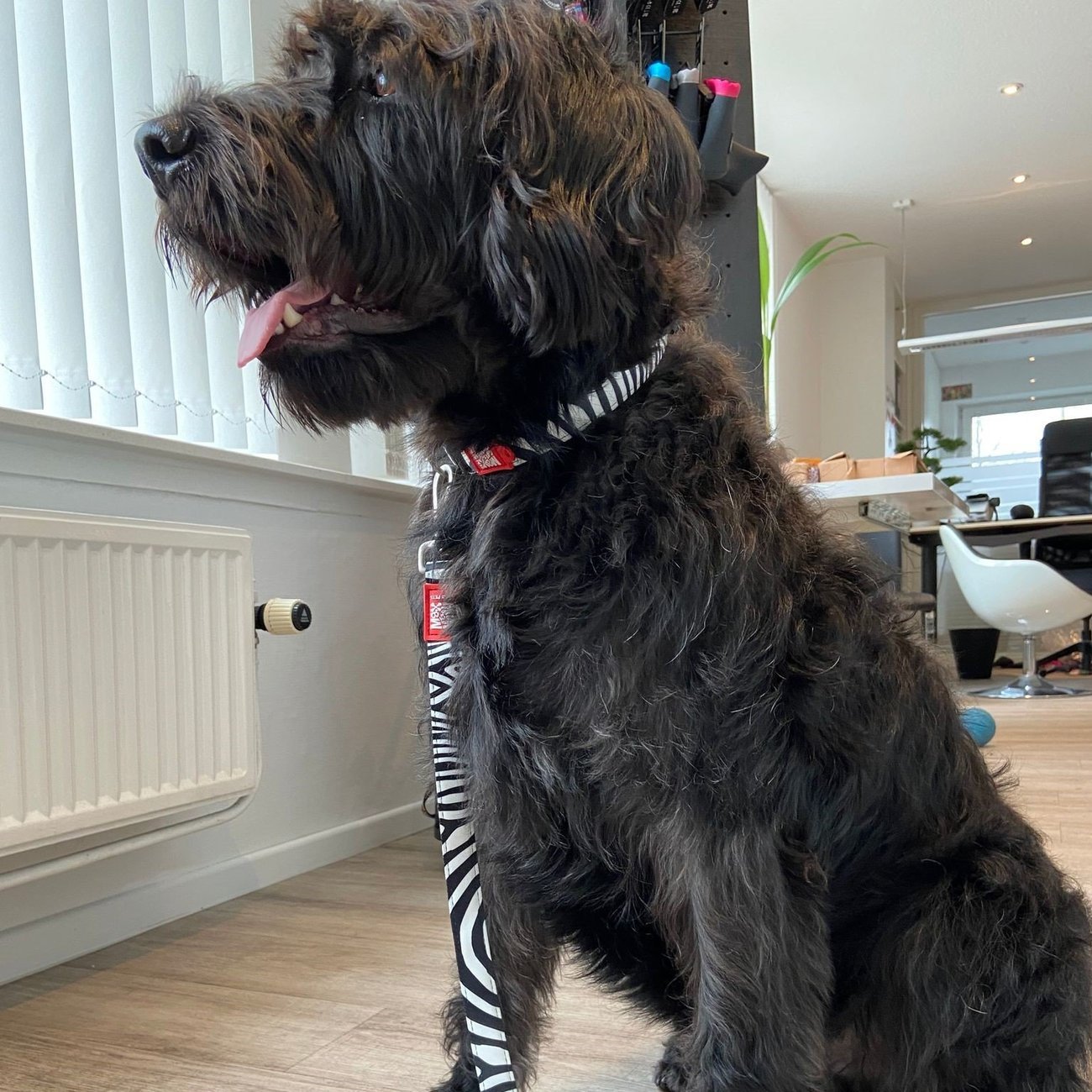 Max & Molly Original Kurzleine Zebra Classic Bild 3