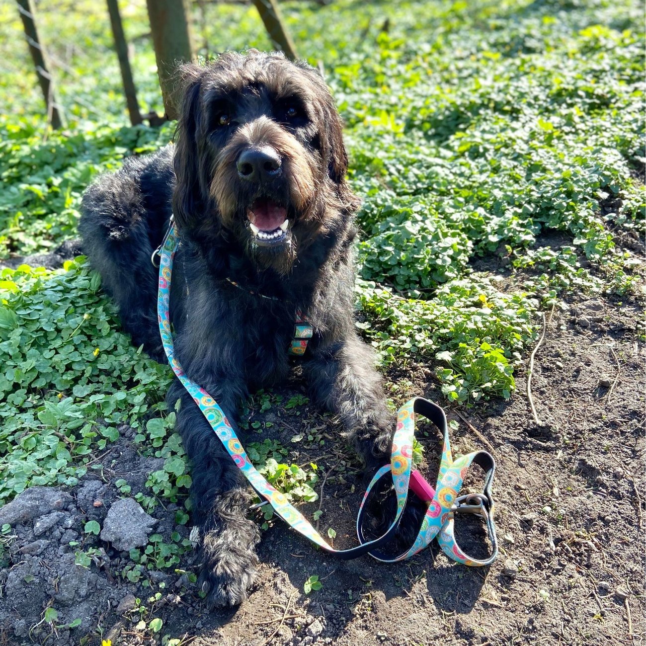 Max & Molly Original Multifunktionsleine Donuts Bild 2