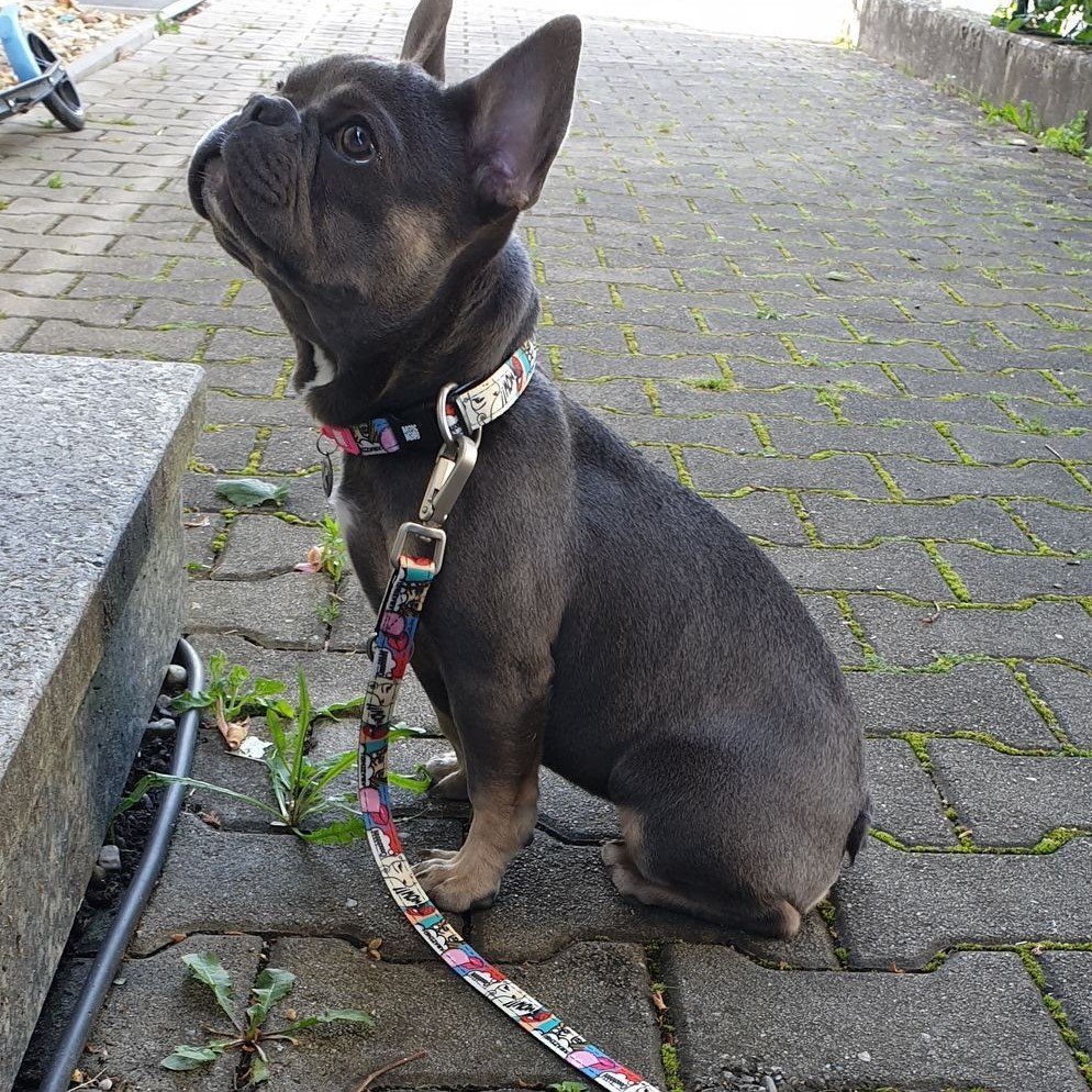 Max & Molly Original Multifunktionsleine Missy Pop Bild 2