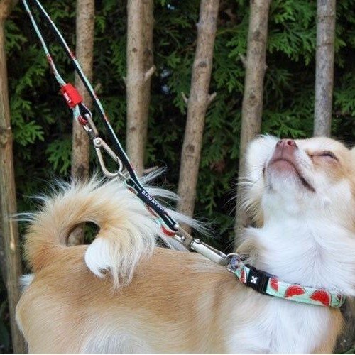 Max & Molly Original Multifunktionsleine Watermelon Bild 5