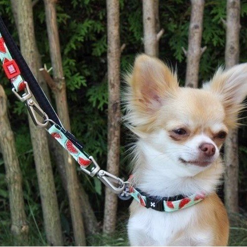 Max & Molly Original Multifunktionsleine Watermelon Bild 3