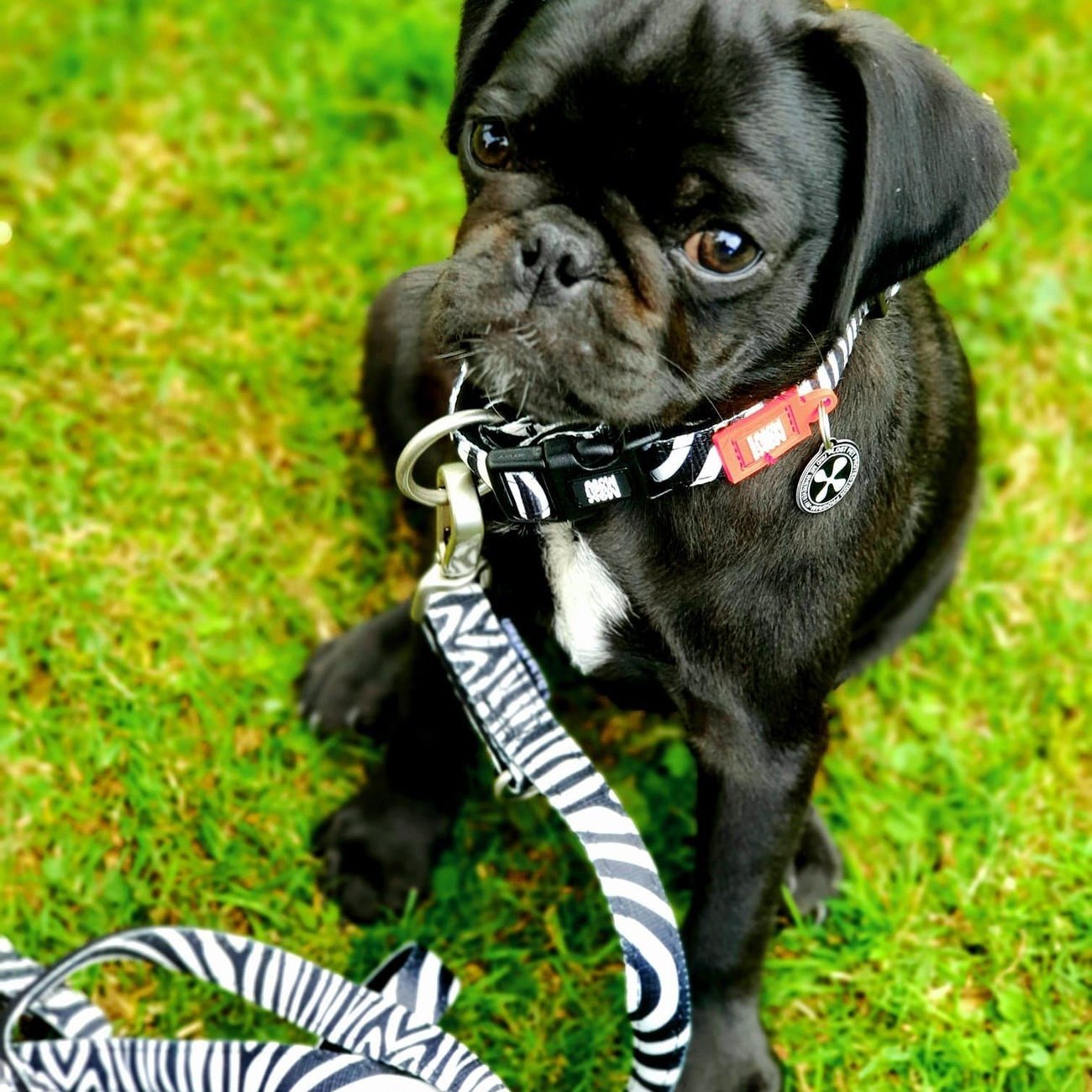 Max & Molly Original Multifunktionsleine Zebra Classic Bild 2