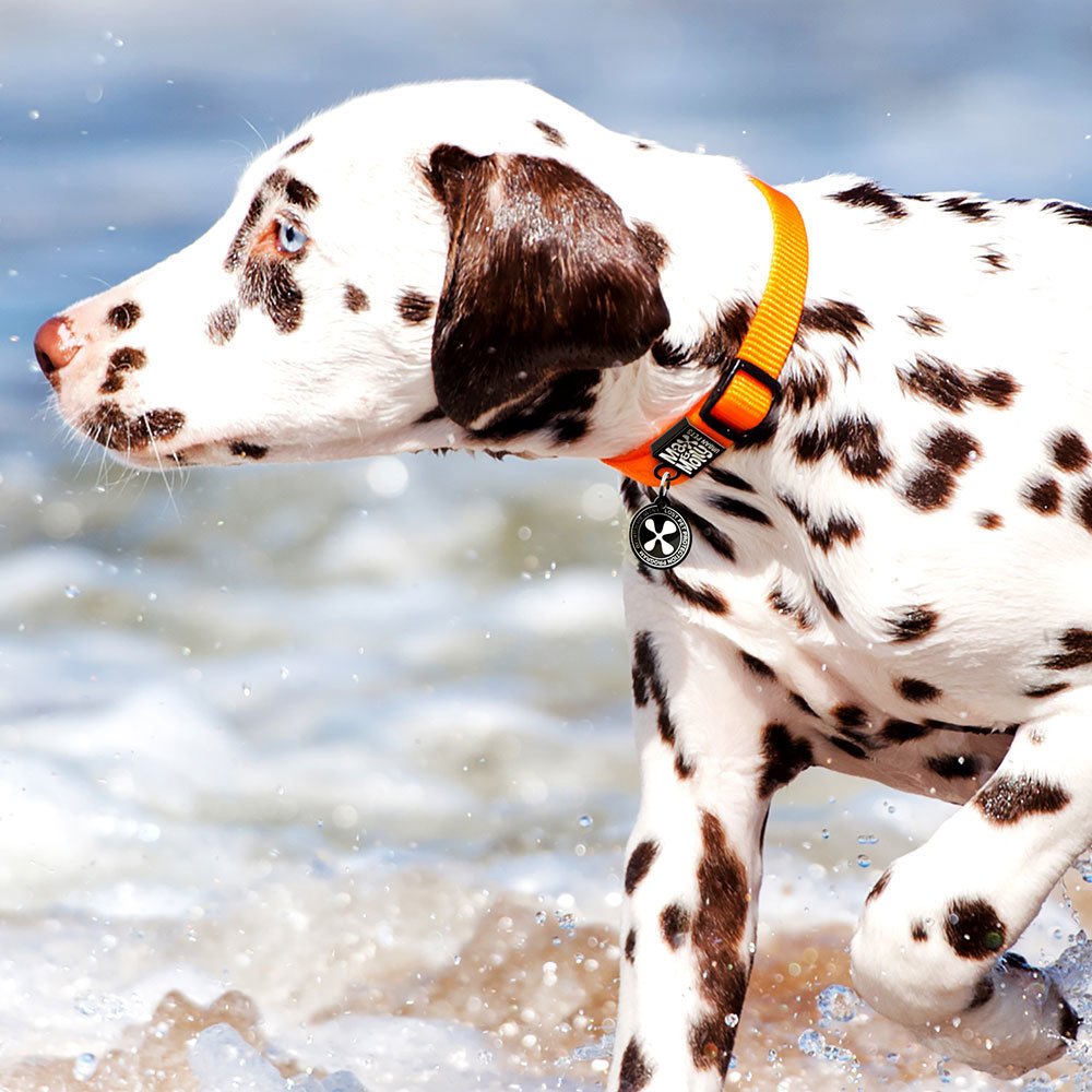 Max & Molly Pure Smart ID Hundehalsband Bild 3