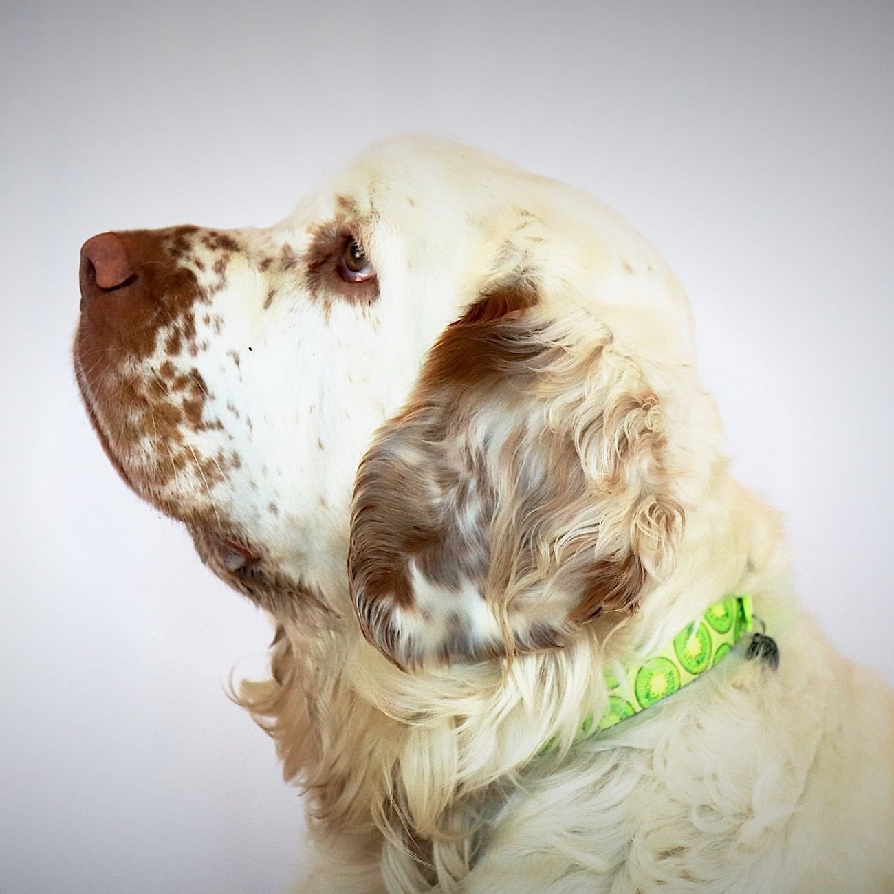 Smart ID Halsband Kiwi Bild 4