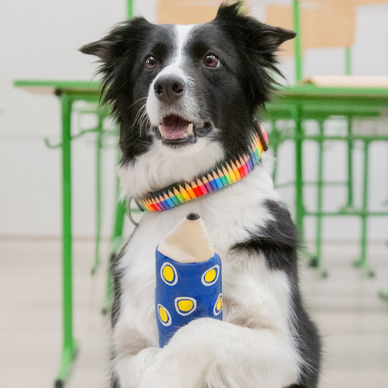 Max & Molly Smart ID Hundehalsband Crayons Bild 2