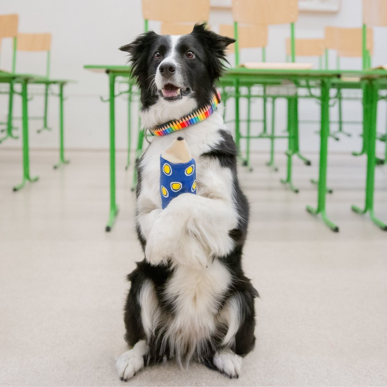 Max & Molly Smart ID Hundehalsband Crayons Bild 4