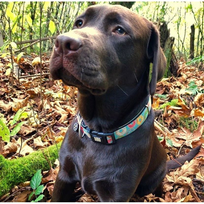 Max & Molly Smart ID Hundehalsband Donuts Bild 4