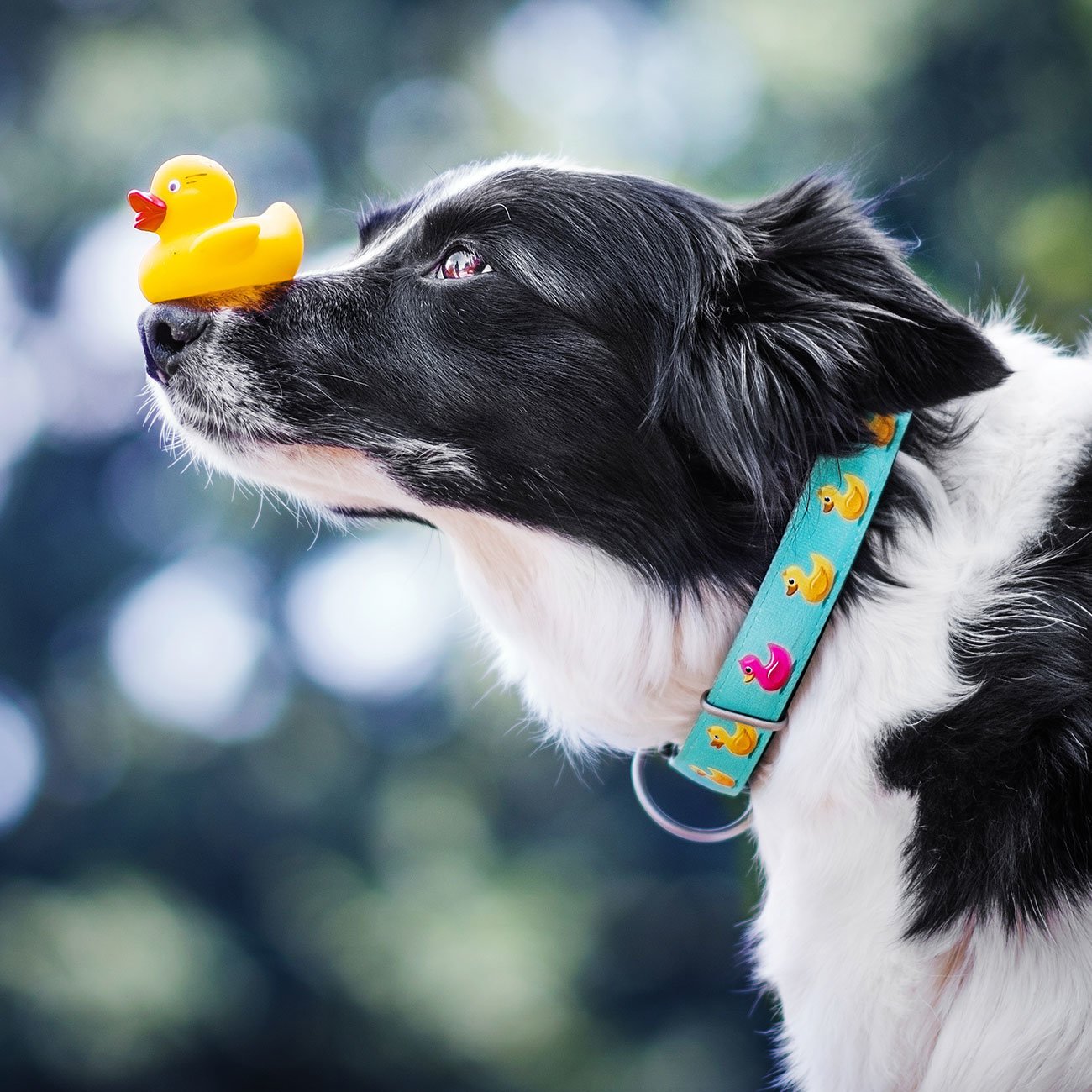 Max & Molly Smart ID Hundehalsband Ducklings Bild 3