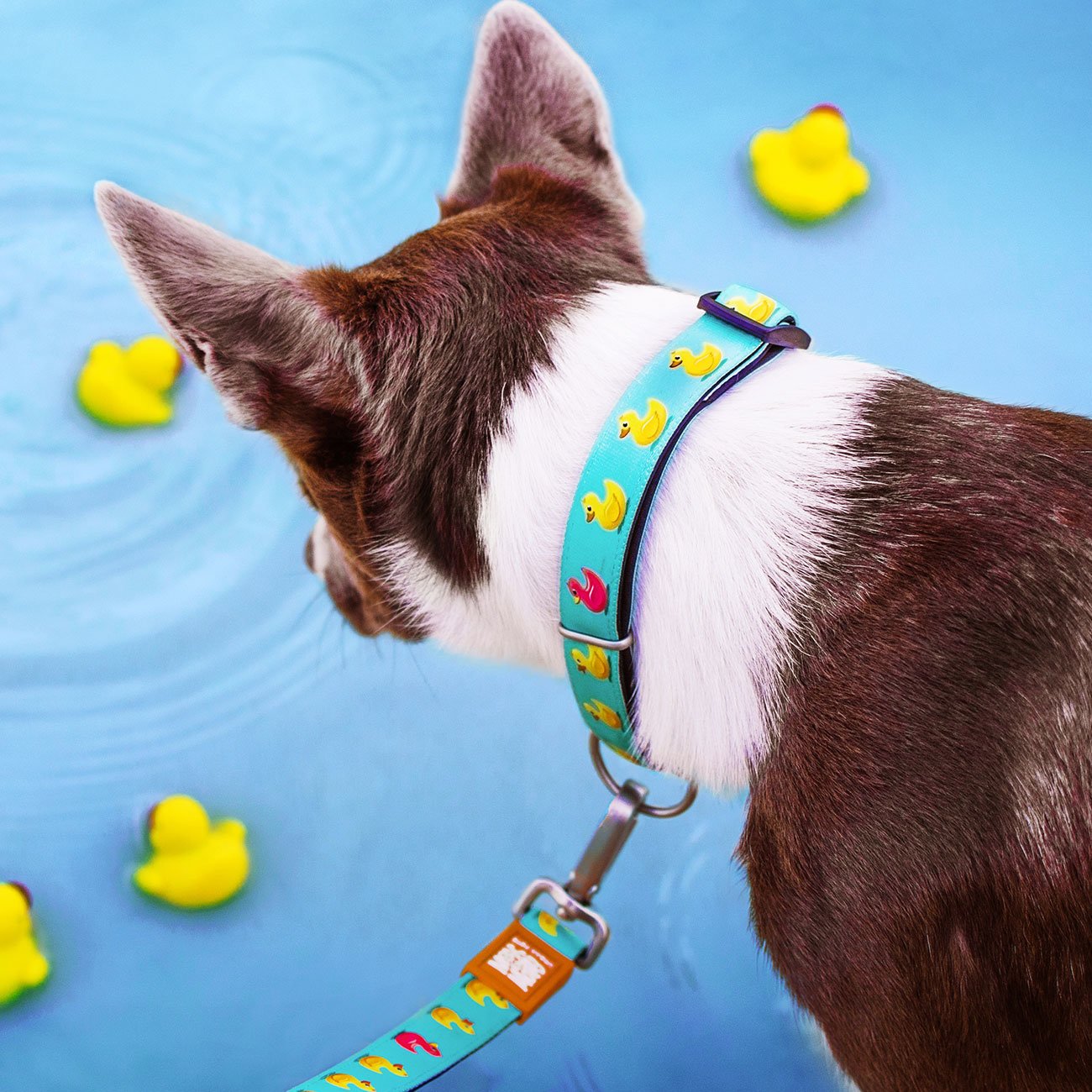 Max & Molly Smart ID Hundehalsband Ducklings Bild 2