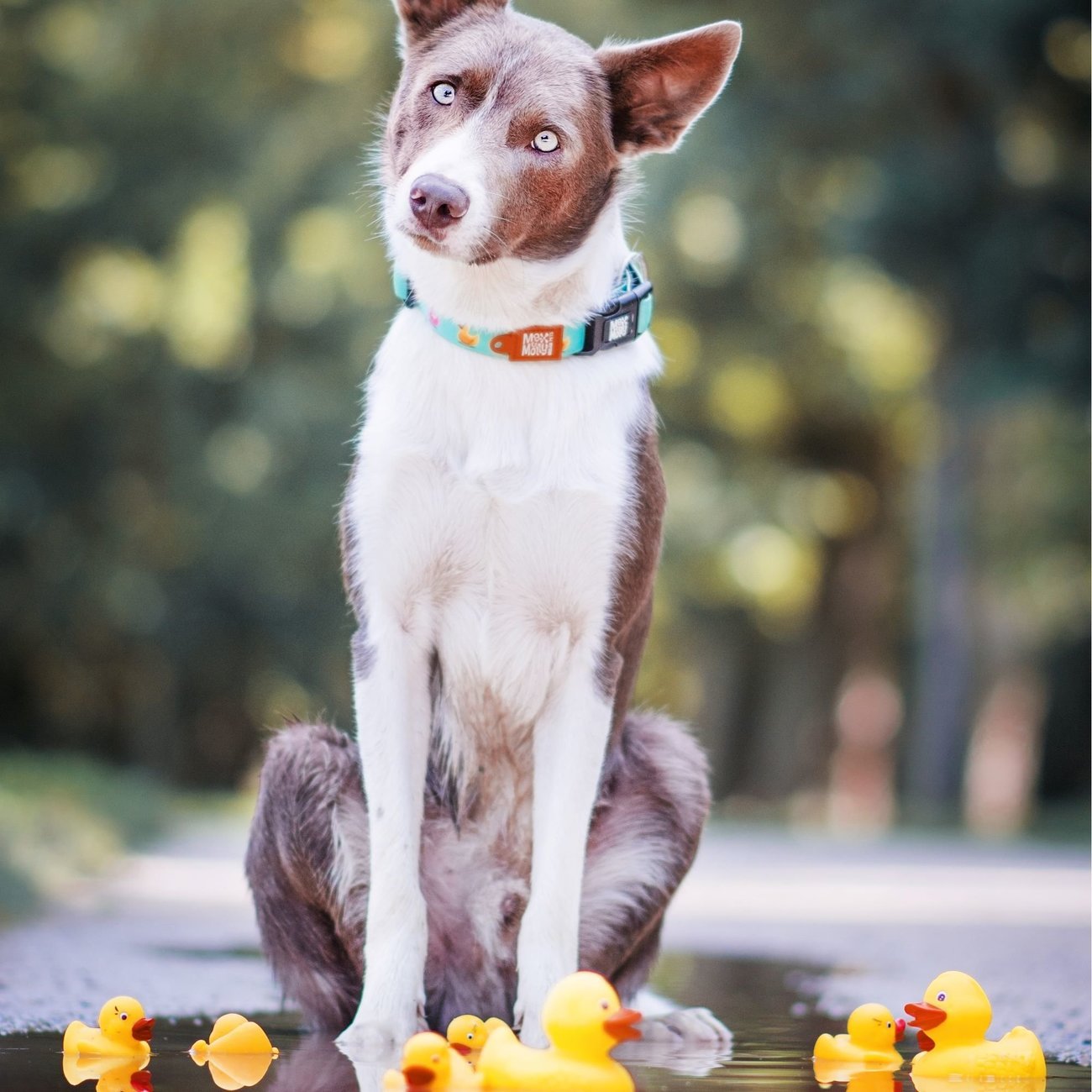 Max & Molly Smart ID Hundehalsband Ducklings Bild 4