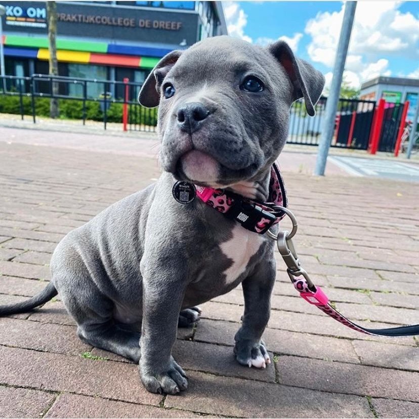 Max & Molly Smart ID Hundehalsband Leopard Pink Bild 4