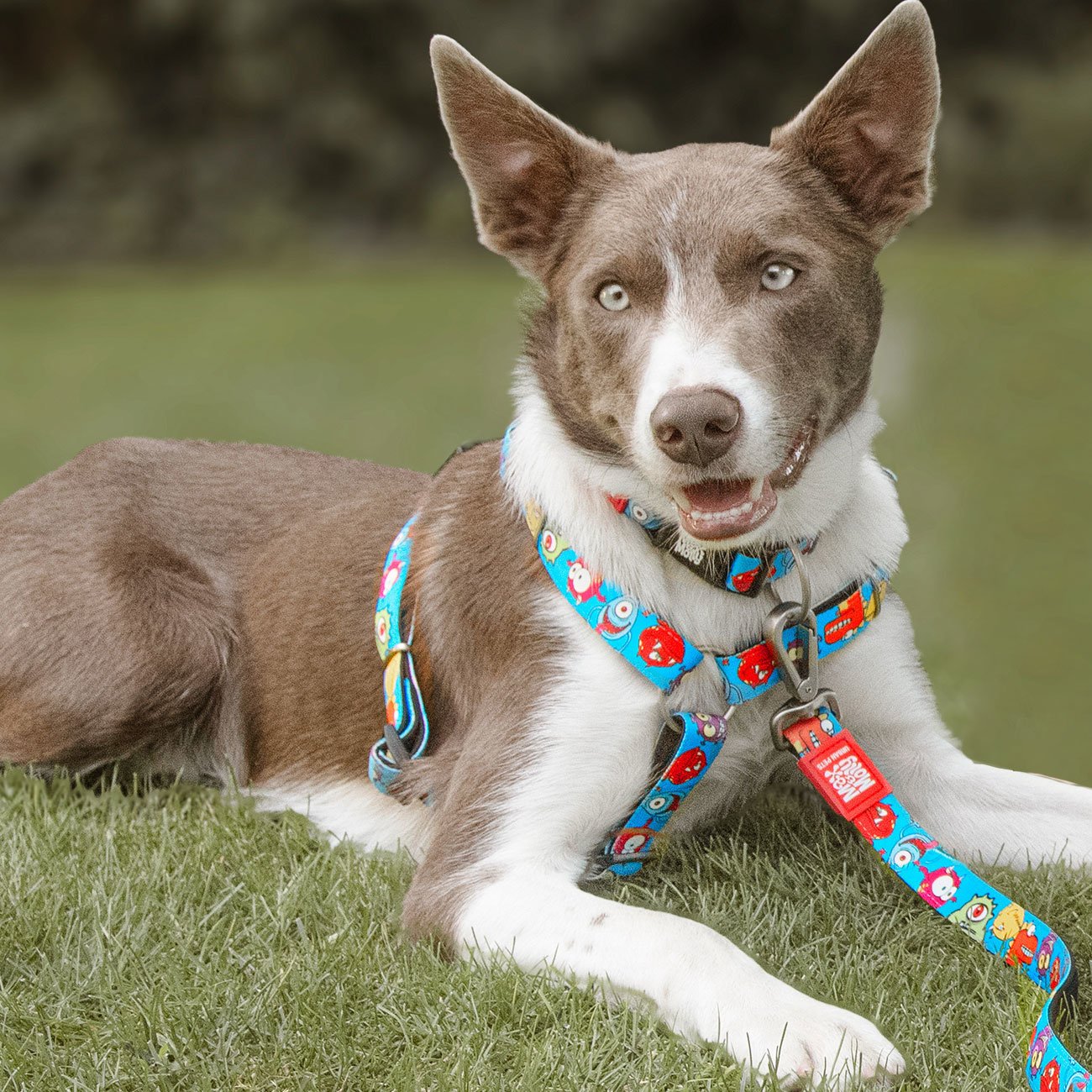 Max & Molly Smart ID Hundehalsband Little Monsters Bild 4