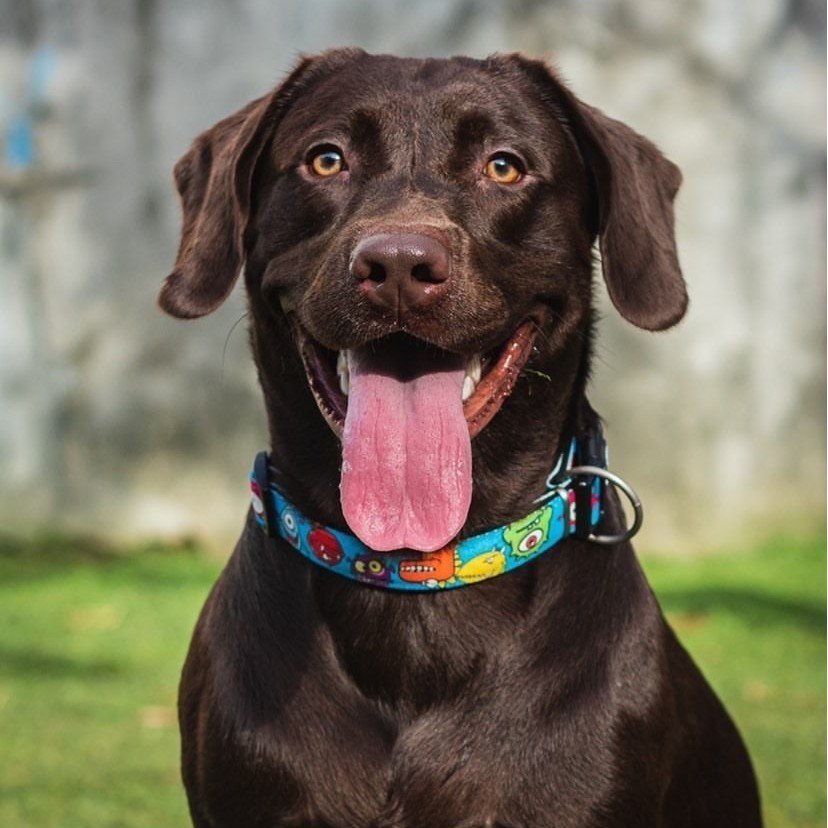 Max & Molly Smart ID Hundehalsband Little Monsters Bild 2