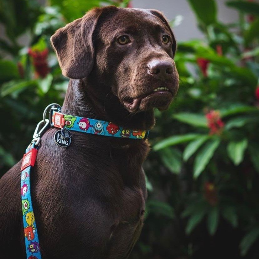 Max & Molly Smart ID Hundehalsband Little Monsters Bild 5