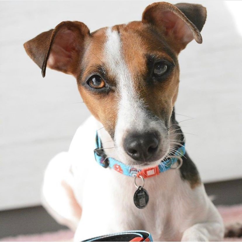 Max & Molly Smart ID Hundehalsband Little Monsters Bild 6