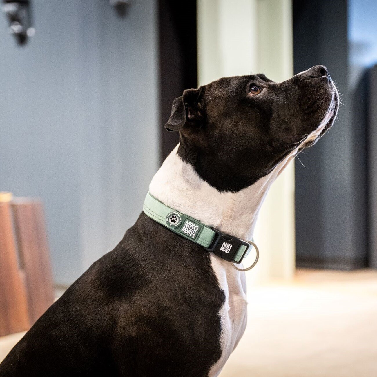 Max & Molly Hundehalsband Mit QR-Code Sicherheit | Gepolstert & Reflektierend | Für Mehr Sicherheit Beim Gassi Gehen