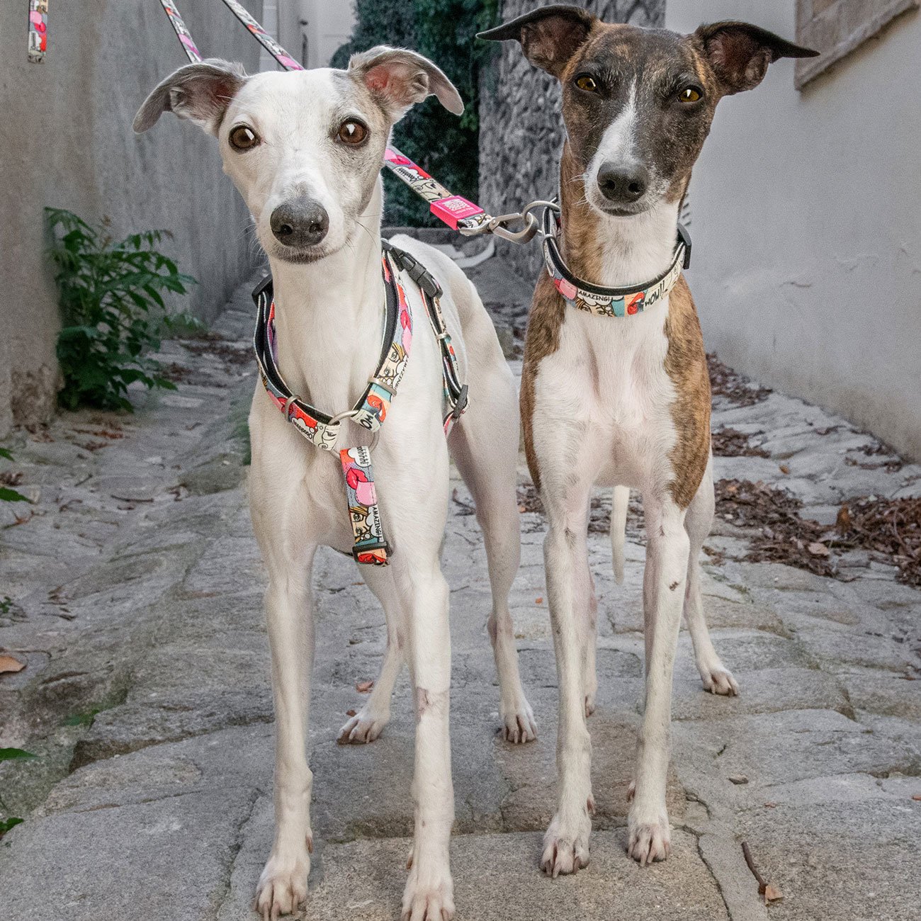 Max & Molly Smart ID Hundehalsband Missy Pop Bild 2