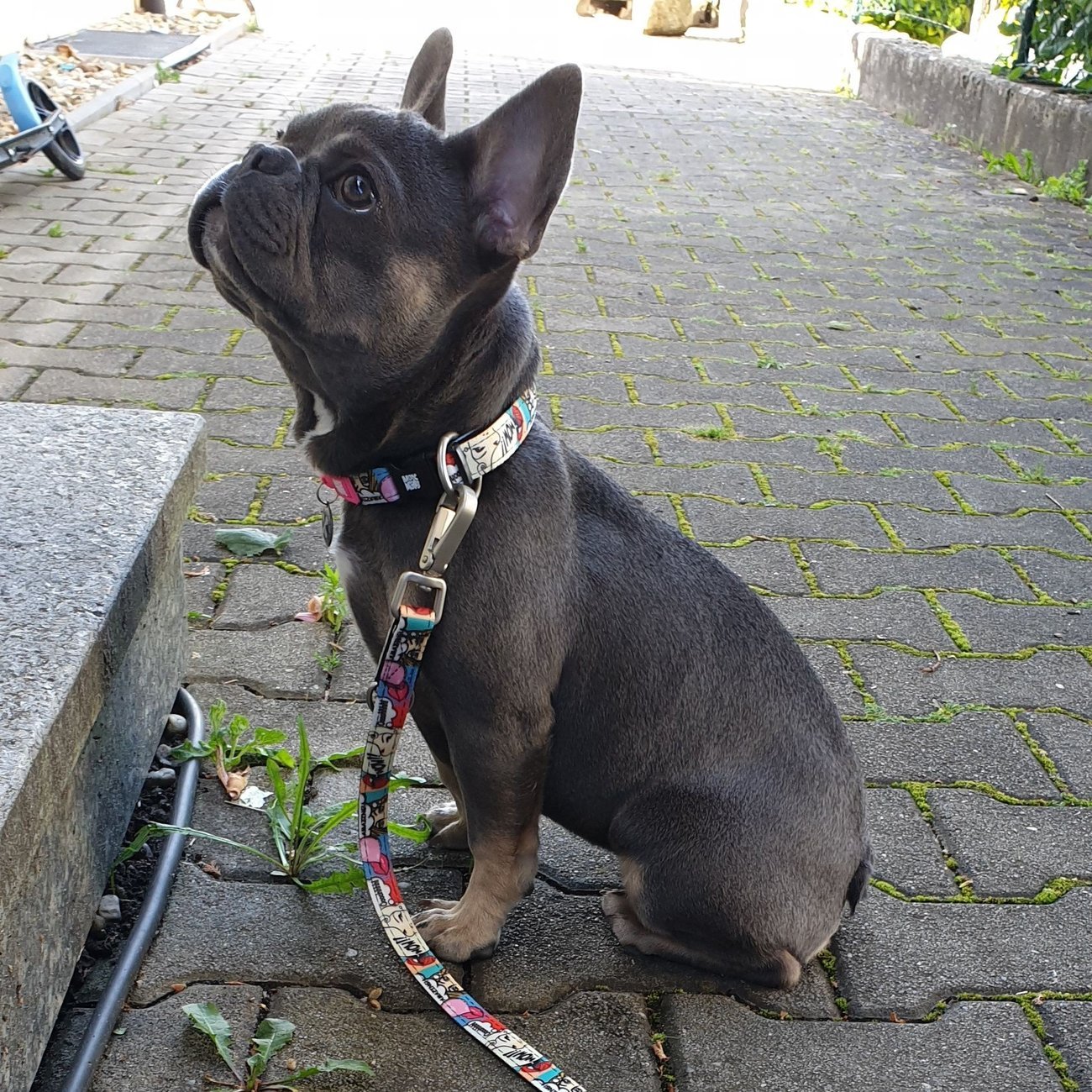 Max & Molly Smart ID Hundehalsband Missy Pop Bild 5