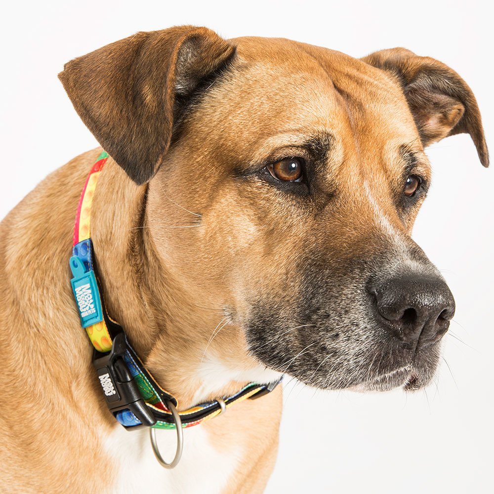 Max & Molly Smart ID Hundehalsband Playtime 2.0 Bild 2