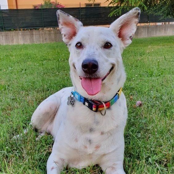 Max & Molly Smart ID Hundehalsband Playtime 2.0 Bild 3