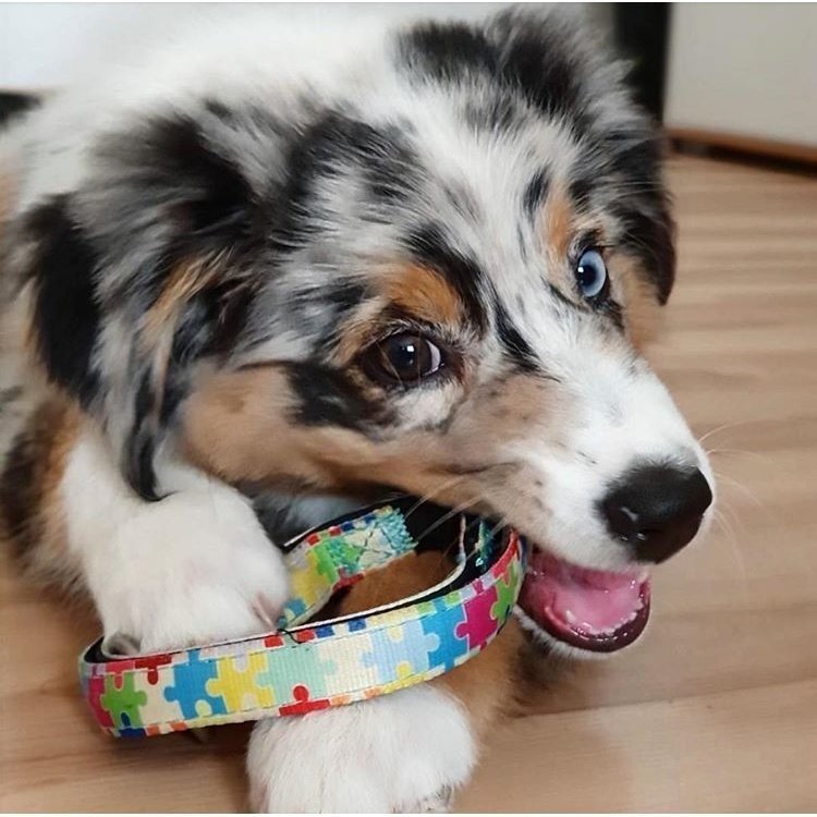 Max & Molly Smart ID Hundehalsband Puzzle Bild 3