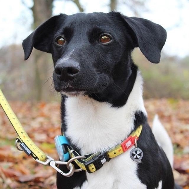 Max & Molly Smart ID Hundehalsband Ruler Bild 2