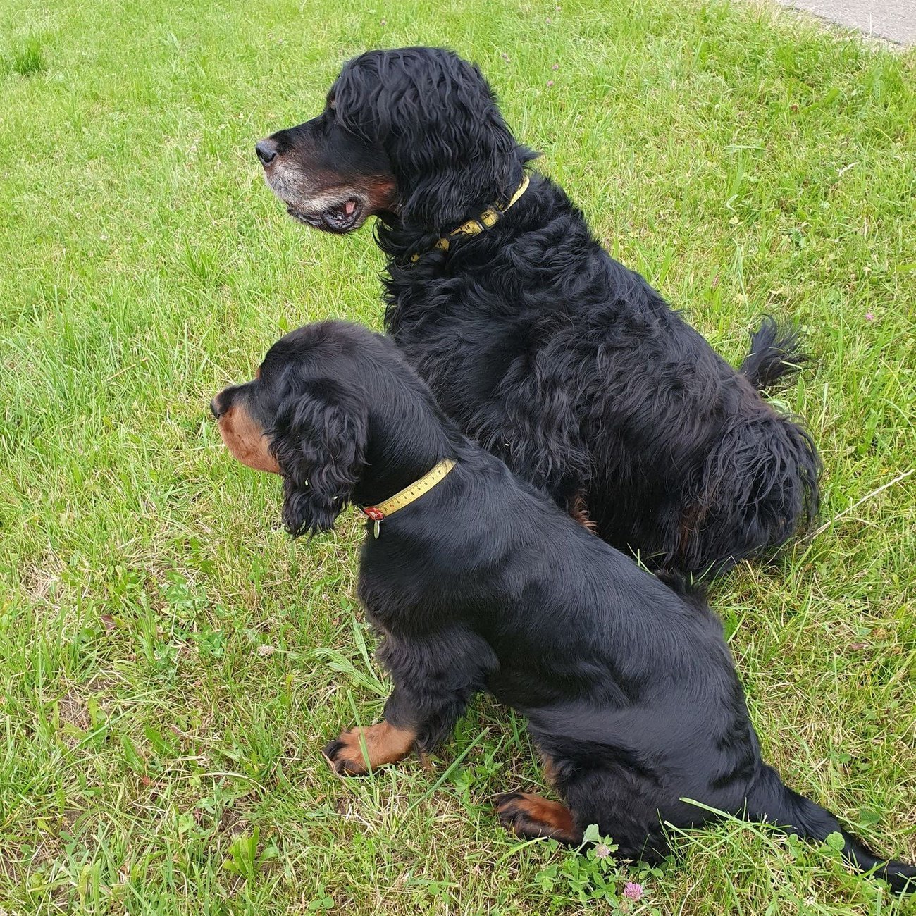 Max & Molly Smart ID Hundehalsband Ruler Bild 3
