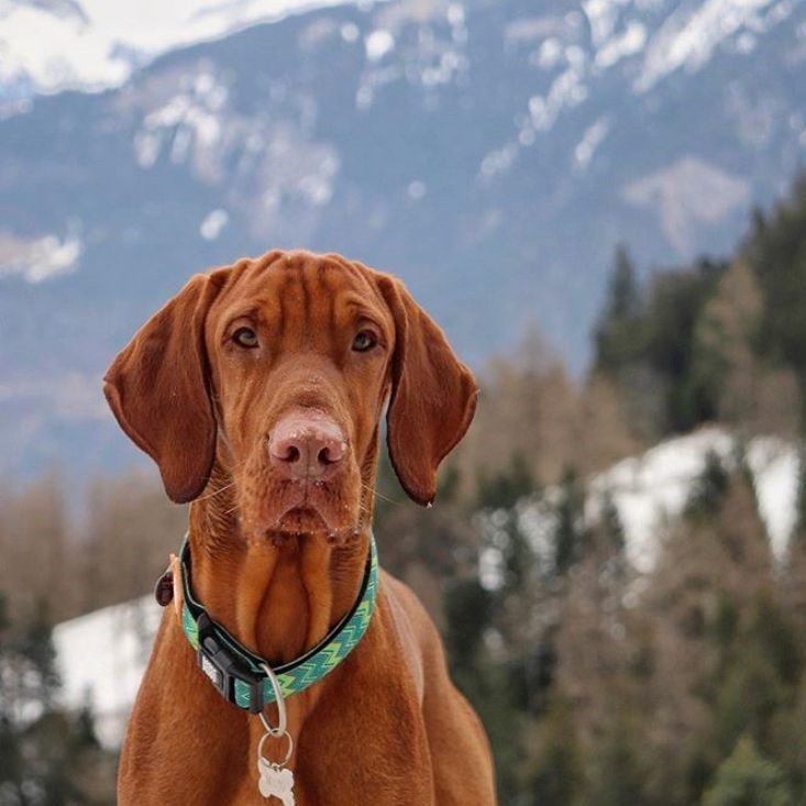 Max & Molly Smart ID Hundehalsband Vintage Bild 2