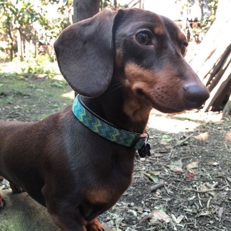 Max & Molly Smart ID Hundehalsband Vintage Bild 3