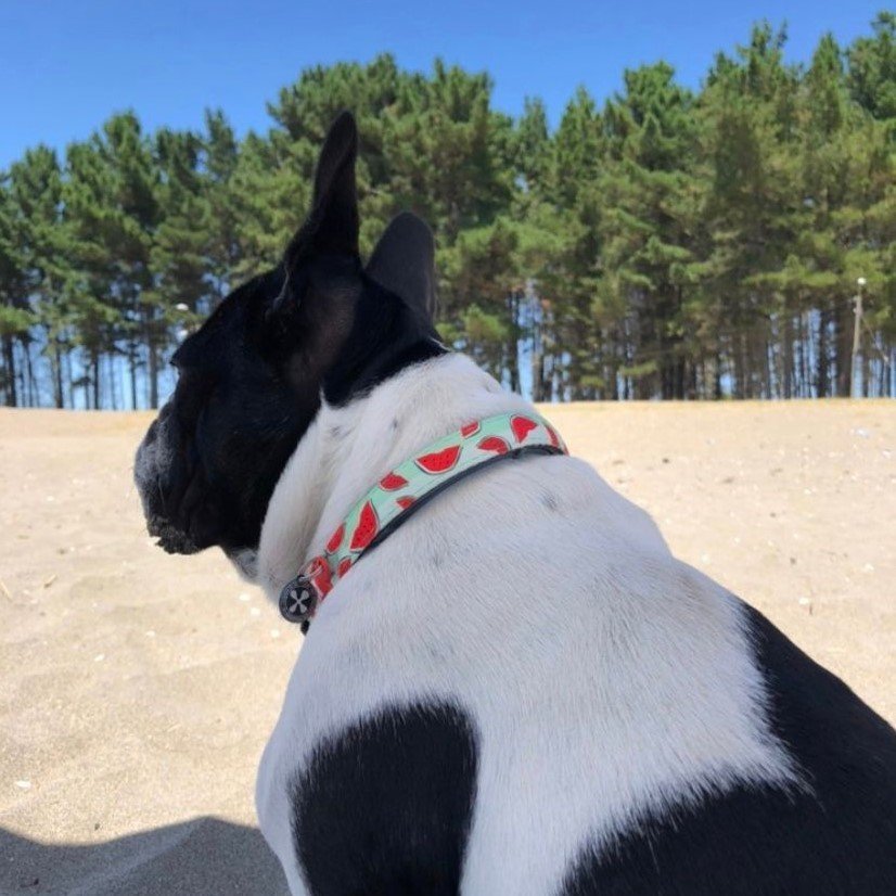 Max & Molly Smart ID Hundehalsband Watermelon Bild 5