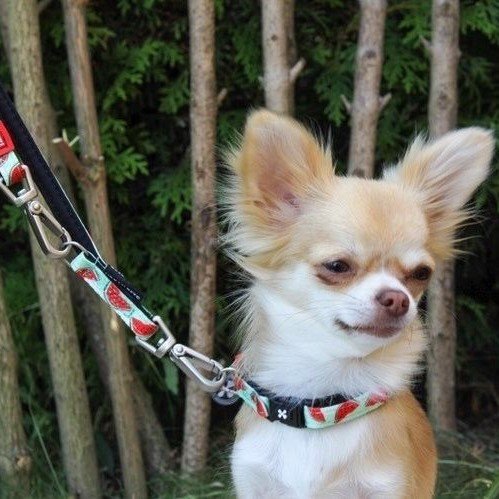 Max & Molly Smart ID Hundehalsband Watermelon Bild 6