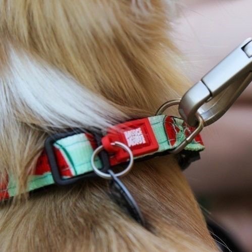 Max & Molly Smart ID Hundehalsband Watermelon Bild 3