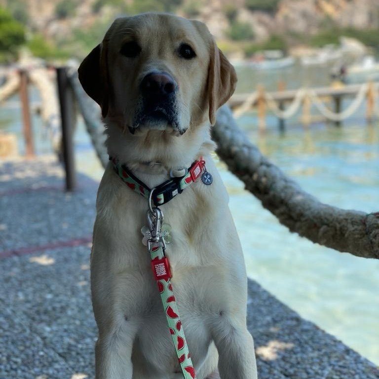 Max & Molly Smart ID Hundehalsband Watermelon Bild 7