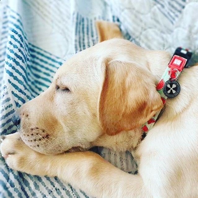 Max & Molly Smart ID Hundehalsband Watermelon Bild 2