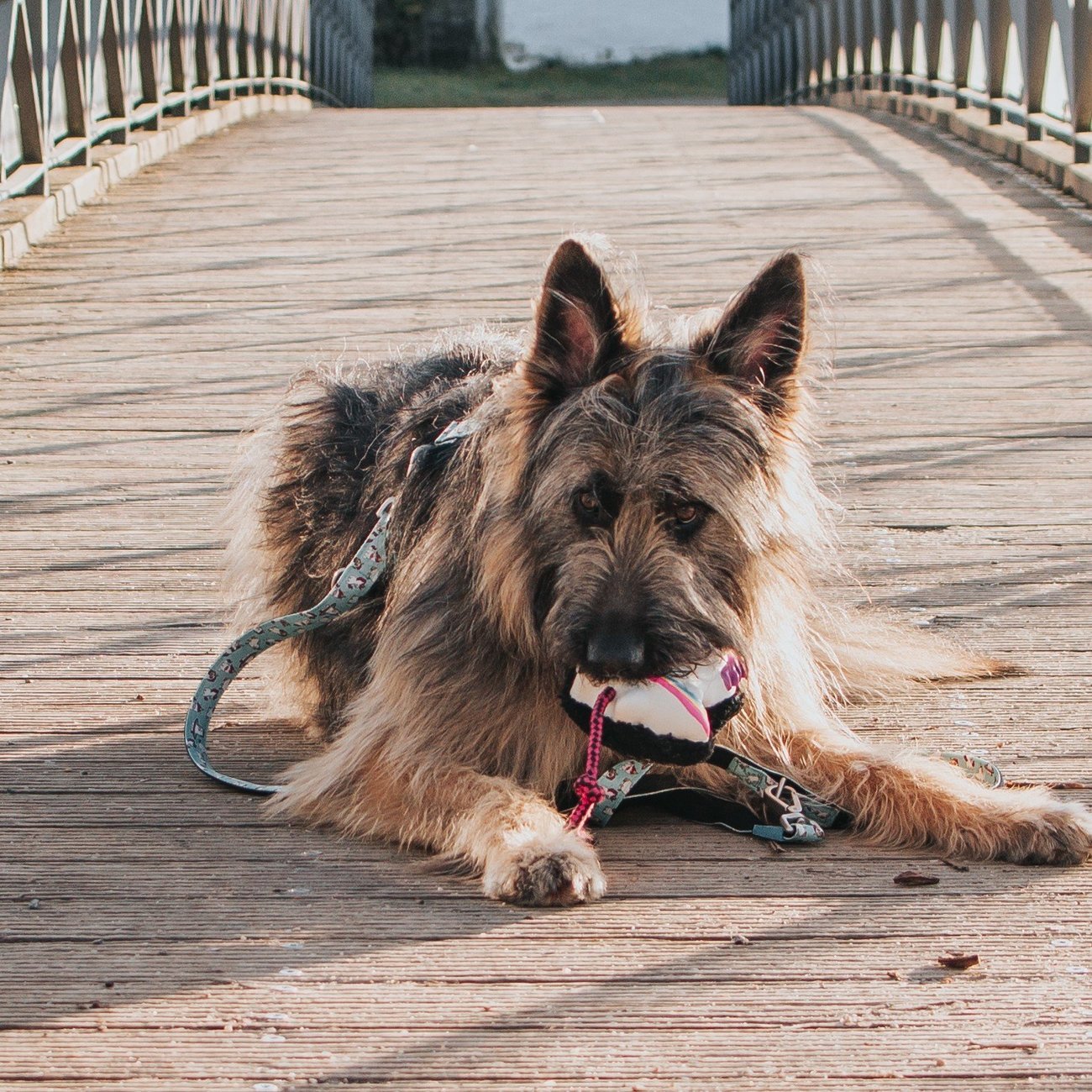 Snuggles Hundespielzeug Bild 8