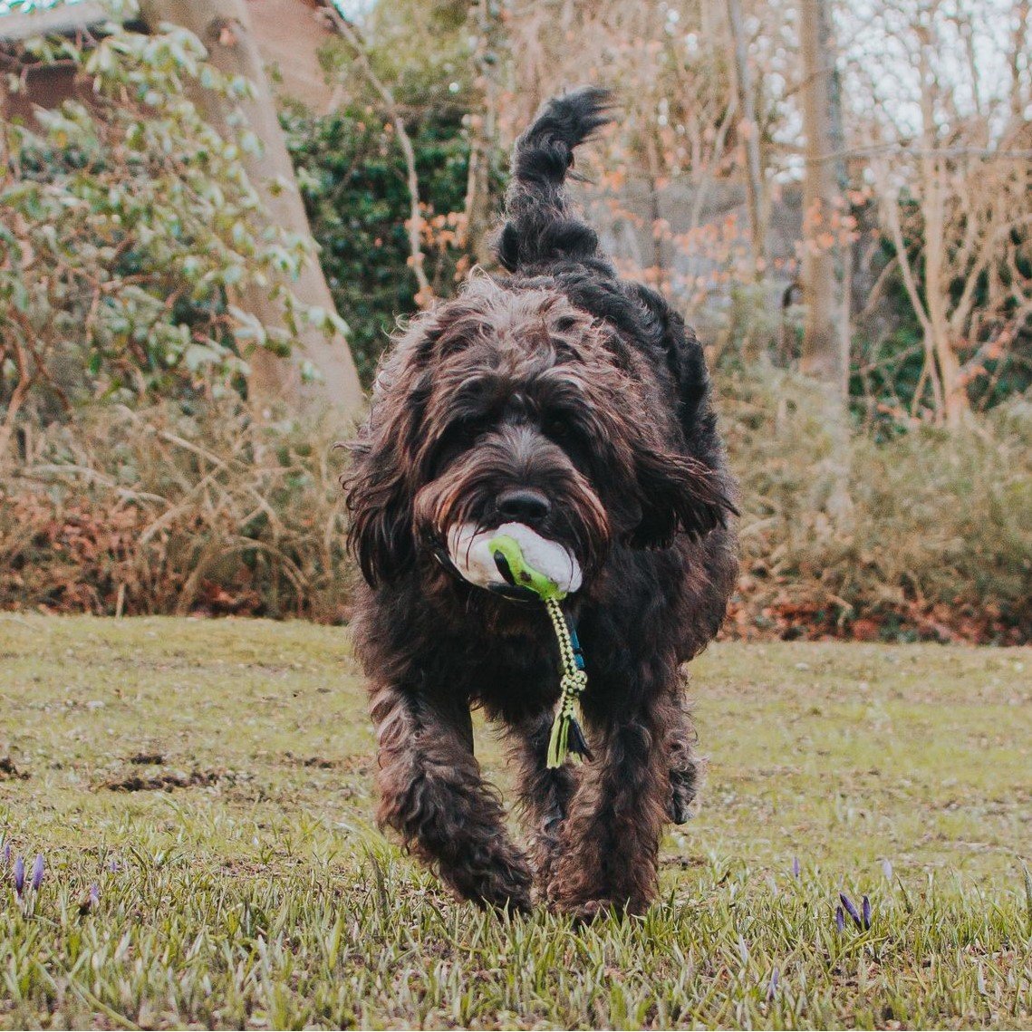 Snuggles Hundespielzeug Bild 10