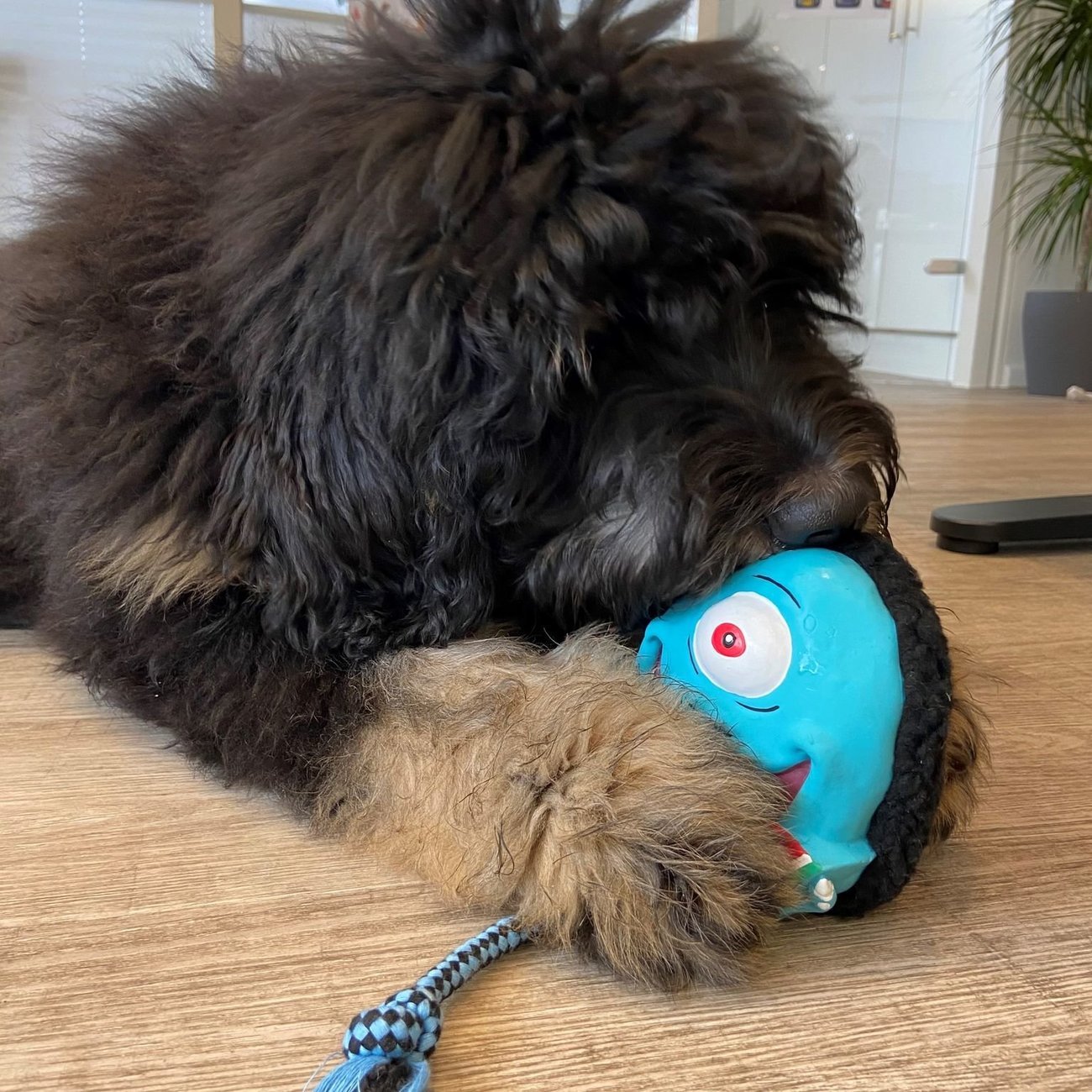 Snuggles Hundespielzeug Bild 15