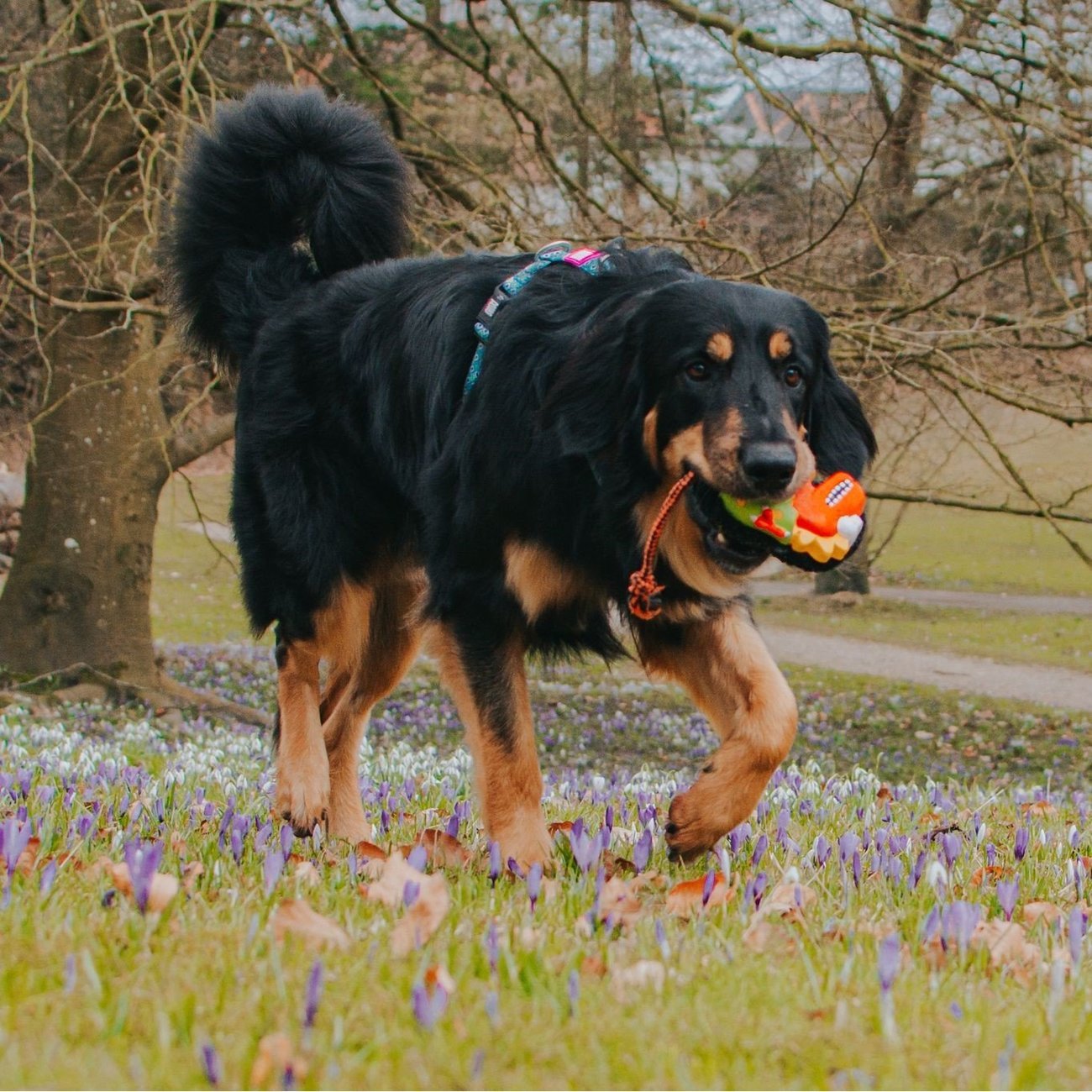 Snuggles Hundespielzeug Bild 17